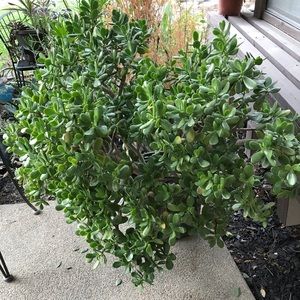 Meet your Posher, Arlene